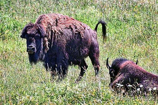 Tall Tail_27375.jpg - Bison photographed near Perth, Ontario, Canada.